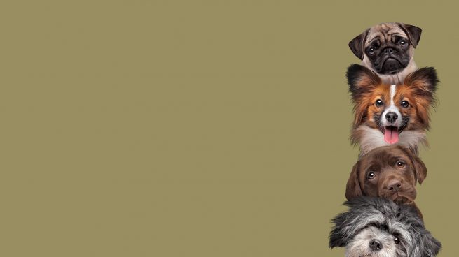 dog totem